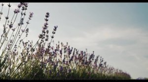 Этот трек - ваш билет в любую точку мира! - Dandy -- Ketsa -- Metaphysics