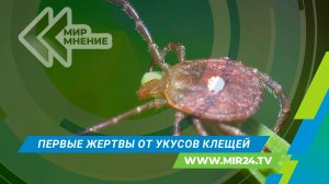 В России зафиксированы первые смертельные случаи от укусов клещей. Как защитить себя от угрозы?