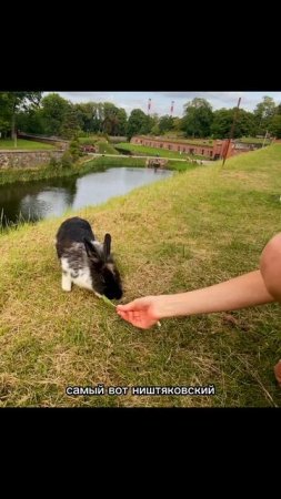 Съел и даже не заметил, как и я #Katyunya #Kaliningrad #live #rabbit #sketch #top #rec #shorts