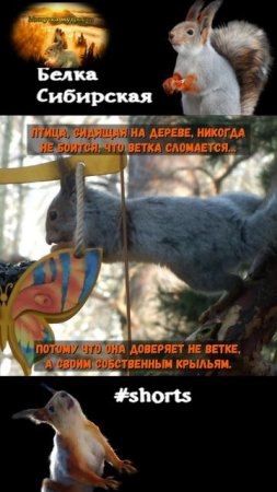 Белка села на бабочку-кормушку