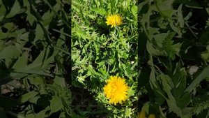 Полезная еда у нас под ногами (собираем крапиву и щаве?