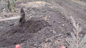 Жизнь на новом месте.Садим розу Черный барон.