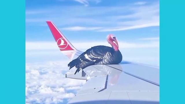 подборка смешных видео