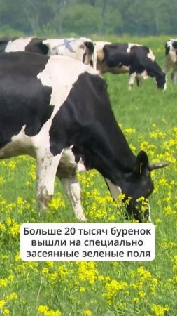 На Сахалине стартовал пастбищный сезон
