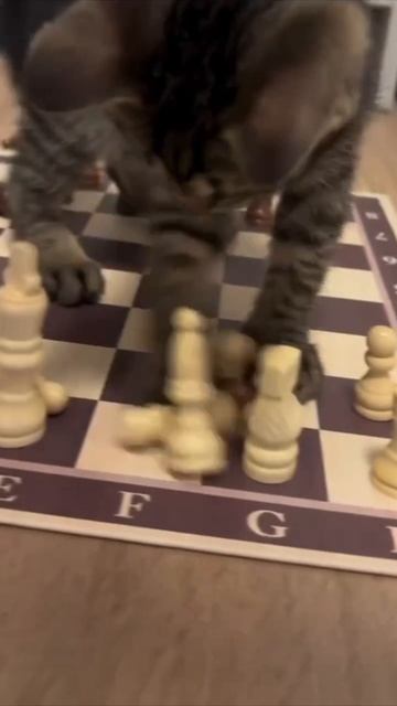 Ничья, ничья, ничья!