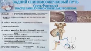 4. ВИДЕОУРОК - ЧУВСТВИТЕЛЬНЫЕ БЕССОЗНАТЕЛЬНЫЕ ПРОВОДЯЩИЕ ПУТИ - МОЗЖЕЧКОВЫЕ