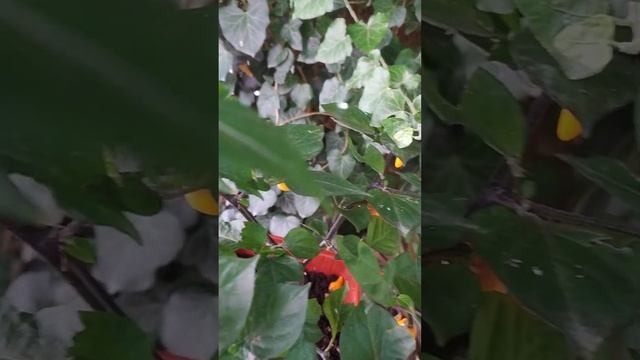 Yellow Prince MC, 5 месяцев со дня посева, хиненс низенький, ос? смотреть онлайн