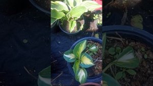 1000055746.mp4 Хосты