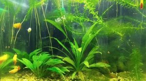 Буду переоформлять кубик.