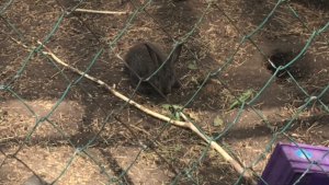 Как я в парке был