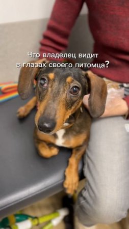 У всех собак это в глазах