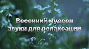 Весенний муссон. Звуки для релаксации