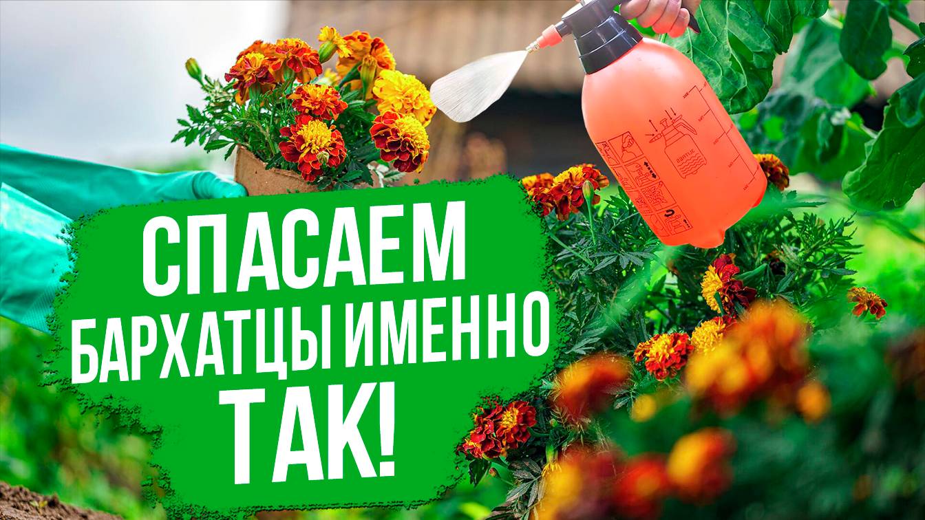Как защитить бархатцы от болезней и вредителей?