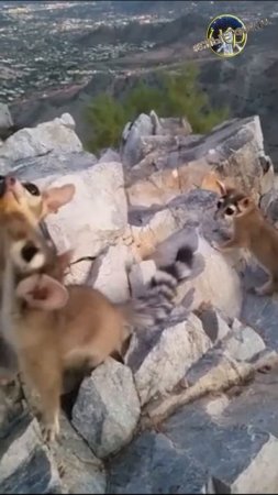 Какомицли или кошка-енот (@infackts)