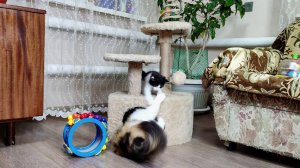 Котенок пытается выгнать кошку из дома.