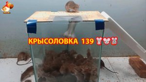 Крысоловка вариант (139) 🐀 Как сделать крысоловку своими руками и поймать кучу крыс 🐀🐁🐀