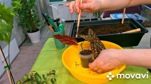 КОМНАТНЫЕ РАСТЕНИЯ(ЦВЕТЫ).НОВИНОЧКИ!!!ПОСЫЛКА С РАСТЕНИЯМИ.