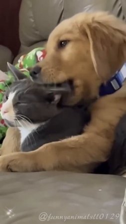 Cats and dogs live in harmony #кот #любителькошек #смешно
