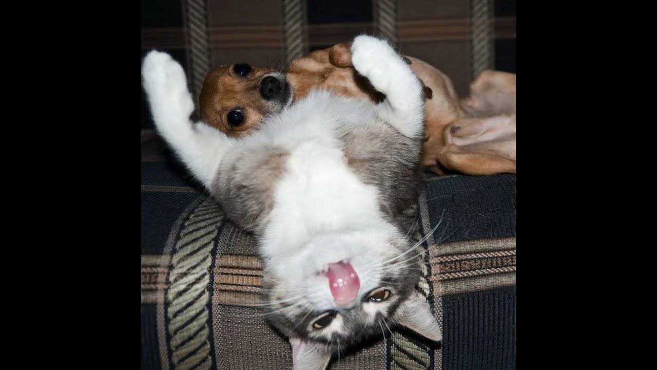 Что вы вообще знаете о тяжёлой жизни кота? 😼