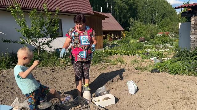 ВЫСАЖИВАЮ КАРТОФЕЛЬ. КАКИМ СОРТАМ Я ОТДАЛА ПРЕДПОЧТЕНИЕ И ЧТО Я КЛАДУ В ЛУНКУ ДЛЯ УСПЕШНОГО УРОЖАЯ