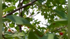Сад- огород🍒🍅мой птичник🐣🐤🦢жара🌞покупки🧶повязушки🧦