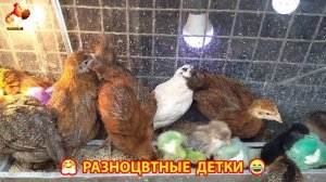 Цыплята и утята милые пушистики растут на радость хозяину (26)