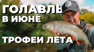 ГОЛАВЛЬ В ИЮНЕ! ТРОФЕИ ЛЕТА на малой реке. Рыбалка на спиннинг