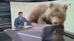 Найденного в Самарской области медвежонка передали в Ульяновский зоопарк / События на ТВЦ