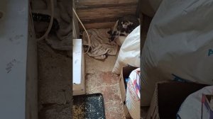 в доме снова домашний питомец