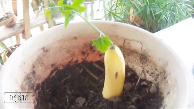 как вырастить банановый глаз дракона смотреть онлайн