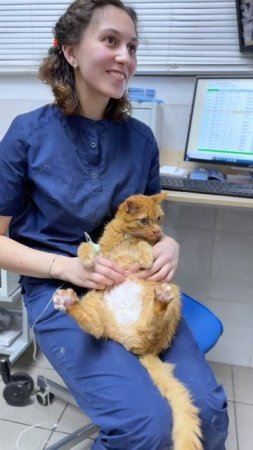 Ветврачи в стационаре
