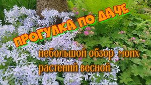Прогулка по даче. Небольшой обзор моих растений весной
