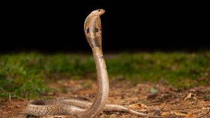 A cobra bite.