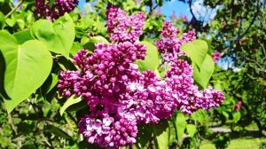 Syringa flower 🌸🌸🌸🌸🌸🌸🌸🌸🌸сирень🌼 🌼 🌼 🌼 🌼 🌼 ЦВЕТЫ сиренгарий