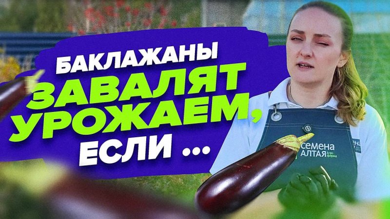 САМОЕ ВАЖНОЕ ПРИ ВЫРАЩИВАНИИ БАКЛАЖАНОВ
