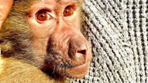 Ой,какая же Люся сегодня тихая, милая и ласковая, прямо ЛАПУШКА ПАПИНА)))