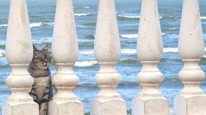 Коты-навигаторы Каспийска: кто покажет вам самый живописный путь вдоль моря