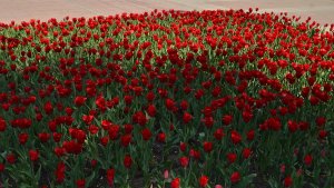 "ЖИЗНЬ ПРОЖИВ" песня на стихи АлександраКРИШТЫ songдизайн-АлександрФефелов-FEFELOFFcom