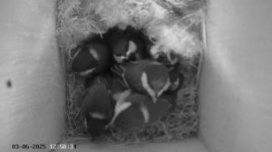 Синичник - День пятидесятый (03.06.2025) часть 2