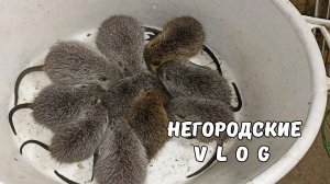 Вечернее кормление НУТРИЙ начинается! 29.05.25