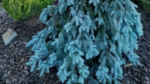 Приросты на редких хвойных!🌟🌲Обзор! 5.06.2025 #сад #garden #хвойные