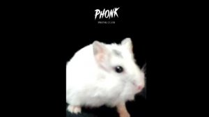 Подборка ☠️
Фонк (хомяш)