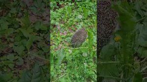 Фурацилин помахал нам лапкой