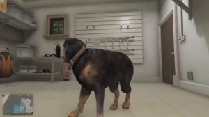 Франклин превратился в Чопа в гта 5 | Франклин Чоп (спой