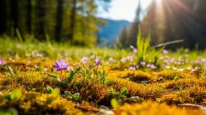 Песня "Весенний лес"