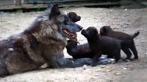 Канадские черные волки. Встречайте счастливую маму с четырьмя малышами.
