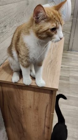 НАМ НЕЧЕГО КУШАТЬ 😢
37 ЖИЗНЕЙ 🐈
🙏🙏🙏

89114334051
Сбер / Тинькофф
🙏🙏🙏🆘