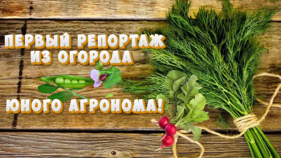 Мой огород, покажу, что уже выросло и вопрос: как бороться с травой?