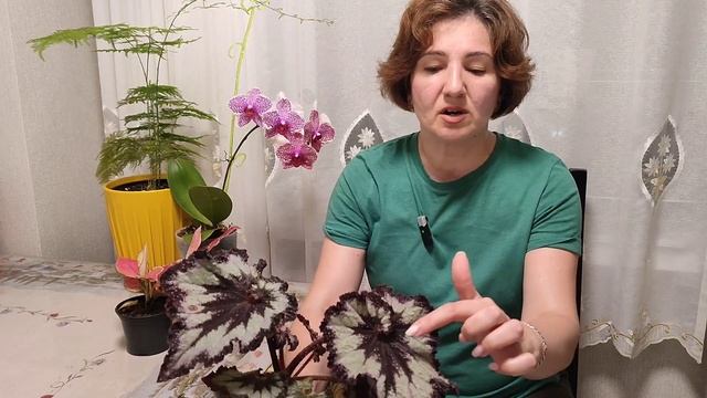 Плюс растение! Минус растение 😥 Моя история цветовод? смотреть онлайн