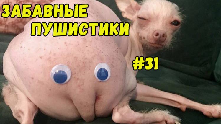 Я РЖАЛ ДО СЛЕЗ 😹 СМЕШНЫЕ КОШКИ И СОБАКИ  СМЕШНЫЕ ЖИВОТНЫЕ 2025 😹 ЛУЧШИЕ ПРИКОЛЫ #31